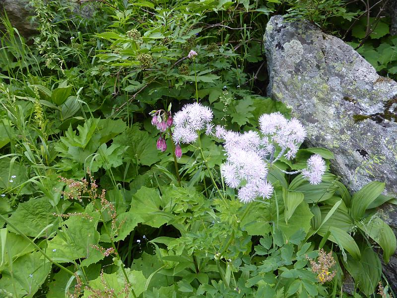 P1000435.JPG