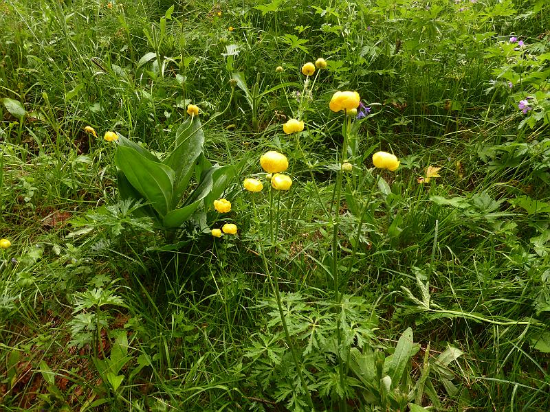 P1000225.JPG
