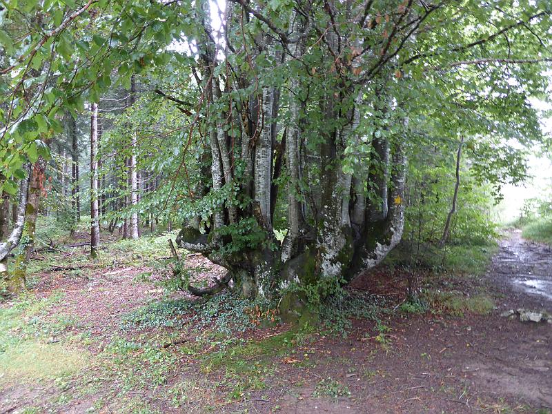 P1010499.JPG