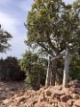 Massif de l'Esterel 6